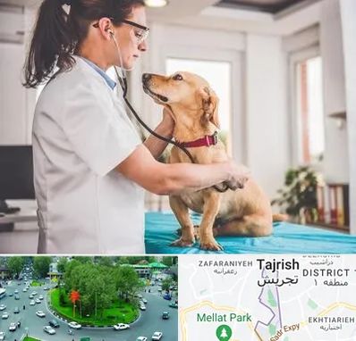 عقیم سازی سگ در تجریش 