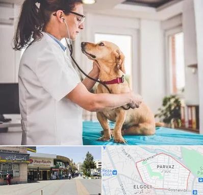 عقیم سازی سگ در پرواز تبریز