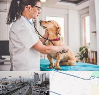 عقیم سازی سگ در بلوار ارتش