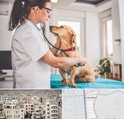 عقیم سازی سگ در اسکندری