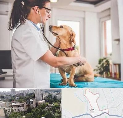 عقیم سازی سگ در اوین