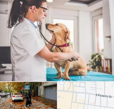 عقیم سازی سگ در خیابان فلسطین