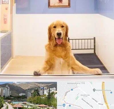 پانسیون حیوان خانگی در شهر زیبا 