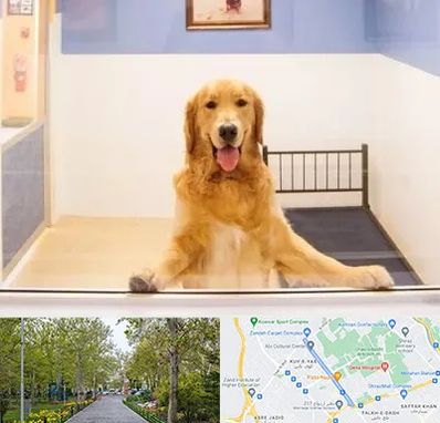 پانسیون حیوان خانگی در قدوسی غربی شیراز