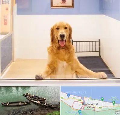 پانسیون حیوان خانگی در بندر انزلی