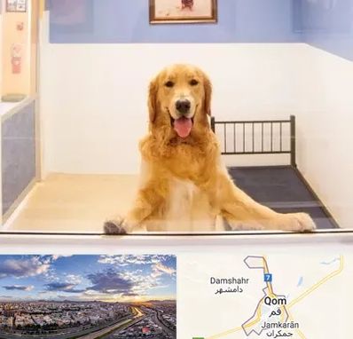 پانسیون حیوان خانگی در قم