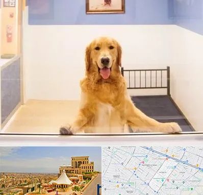 پانسیون حیوان خانگی در هاشمیه مشهد