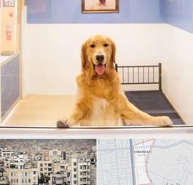 پانسیون حیوان خانگی در اسکندری