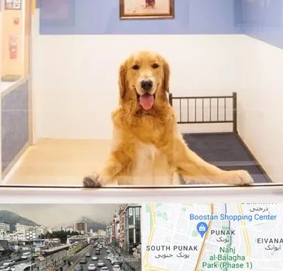 پانسیون حیوان خانگی در پونک 