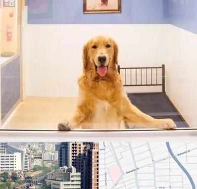 پانسیون حیوان خانگی در خیابان بهشتی