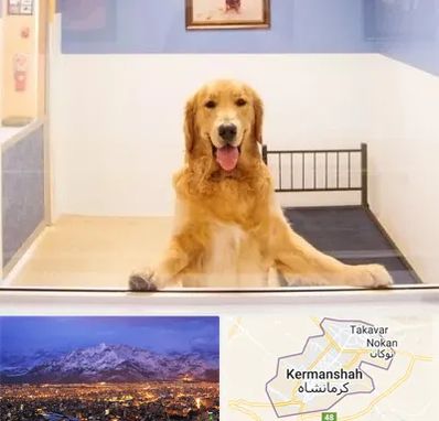 پانسیون حیوان خانگی در کرمانشاه