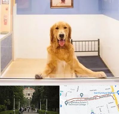 پانسیون حیوان خانگی در بلوار معلم رشت 