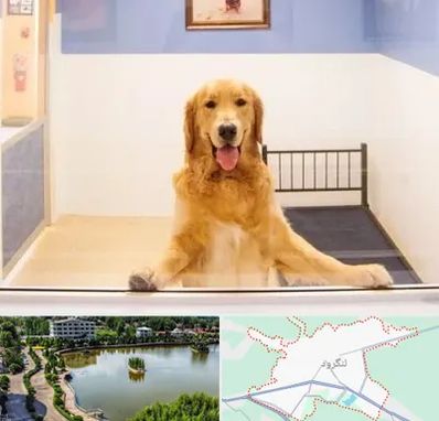 پانسیون حیوان خانگی در لنگرود