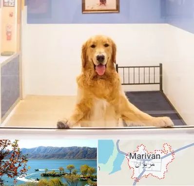 پانسیون حیوان خانگی در مریوان