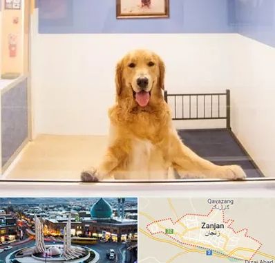 پانسیون حیوان خانگی در زنجان