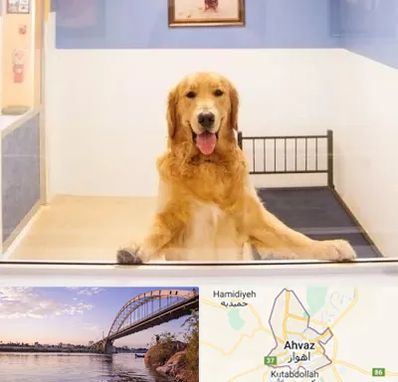 پانسیون حیوان خانگی در اهواز