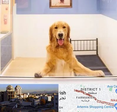 پانسیون حیوان خانگی در فرمانیه 