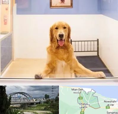 پانسیون حیوان خانگی در چالوس