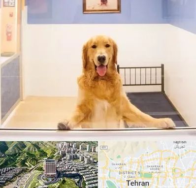 پانسیون حیوان خانگی در شمال تهران 