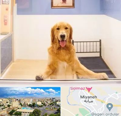 پانسیون حیوان خانگی در میانه