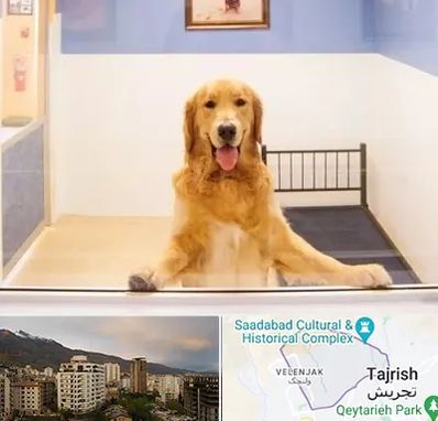 پانسیون حیوان خانگی در زعفرانیه 