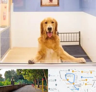 پانسیون حیوان خانگی در فلکه گاز رشت