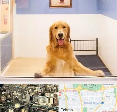 پانسیون حیوان خانگی در مرزداران 