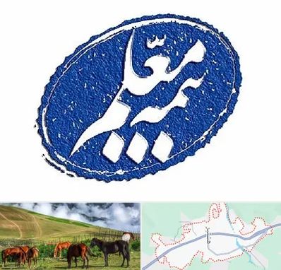 بیمه معلم در تالش
