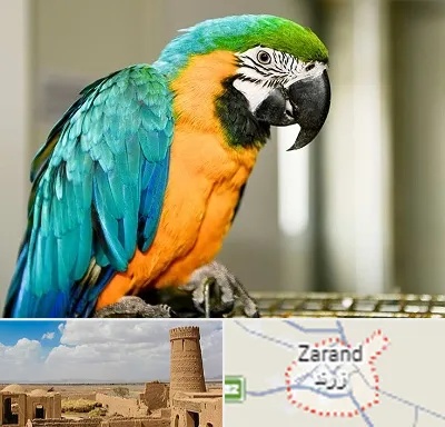 داروخانه شبانه روزی پرندگان در زرند