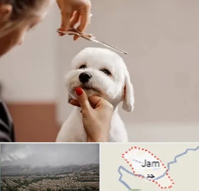 آرایشگاه پت در جم