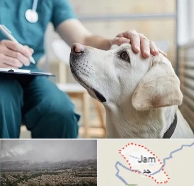 کلینیک دامپزشکی در جم