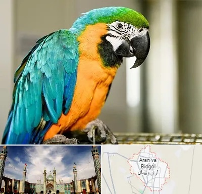 داروخانه شبانه روزی پرندگان در آران و بیدگل