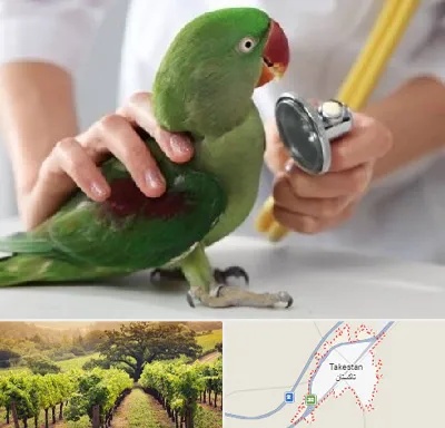 درمانگاه شبانه روزی پرندگان در تاکستان
