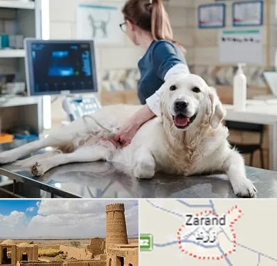 سونوگرافی حیوانات در زرند