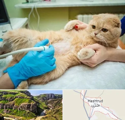 سونوگرافی گربه در هشترود