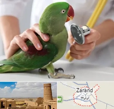 درمانگاه شبانه روزی پرندگان در زرند