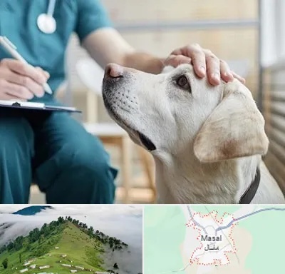 کلینیک دامپزشکی در ماسال