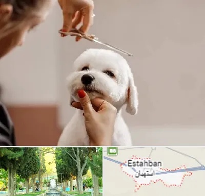 آرایشگاه پت در استهبان