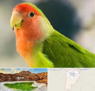فروش طوطی در گرمسار
