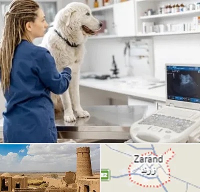 سونوگرافی سگ در زرند