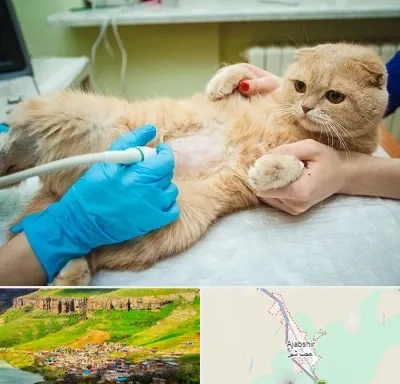 سونوگرافی گربه در عجب شیر