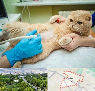 سونوگرافی گربه در البرز