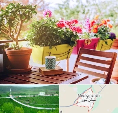 گیاه آپارتمانی در مشگین شهر