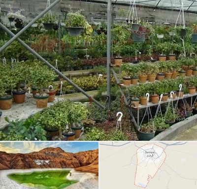 بازار گل و گیاه در گرمسار