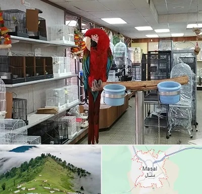 پرنده فروشی در ماسال