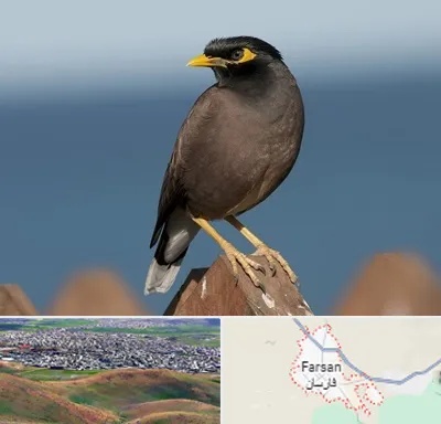 فروش مرغ مینا در فارسان
