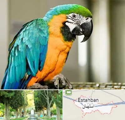 داروخانه شبانه روزی پرندگان در استهبان
