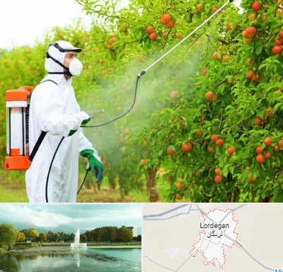 سمپاشی درختان در لردگان