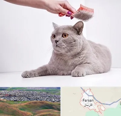 آرایشگاه گربه در فارسان