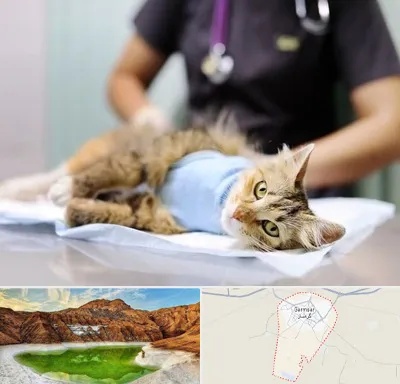 عقیم سازی گربه در گرمسار